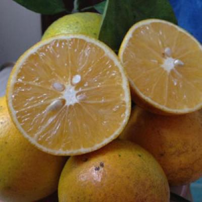 Trái cây miền Bắc 3